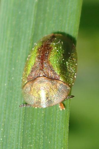 Réf. 197 929 : Cassida vibex
